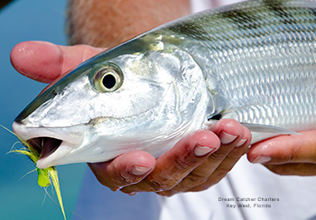 Bonefish caught in Key West, Florida with Dream Catcher Charters
