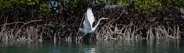 Key West Bird Watching Birding - Dream Catcher Charters