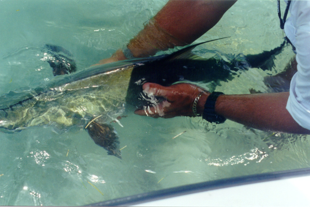 Key West fishing report permit